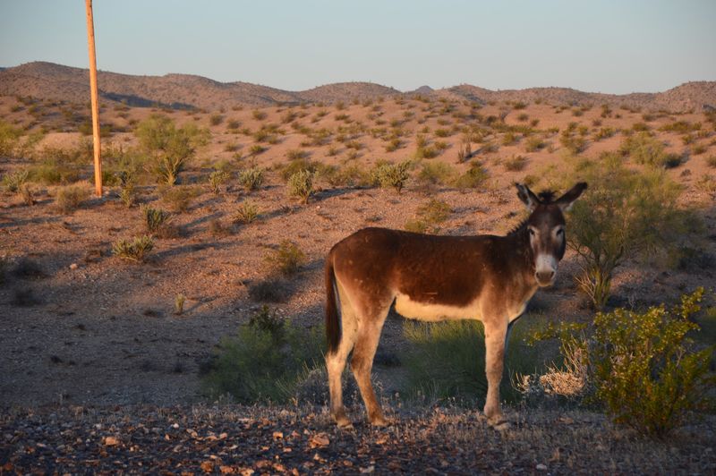 Wild Burros and Other Desert Neighbors