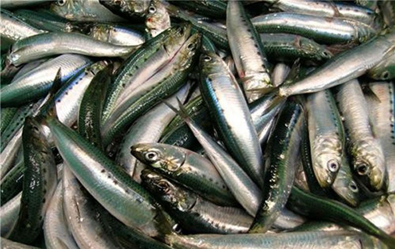 Pacific Sardines