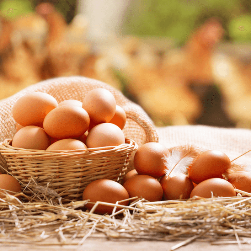 Pasture-Raised Eggs