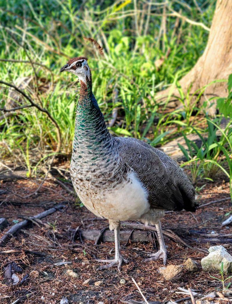 Wild Chickens And Turkeys Roam Free
