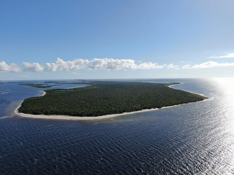 Nesting Sea Turtles On Protected Shores