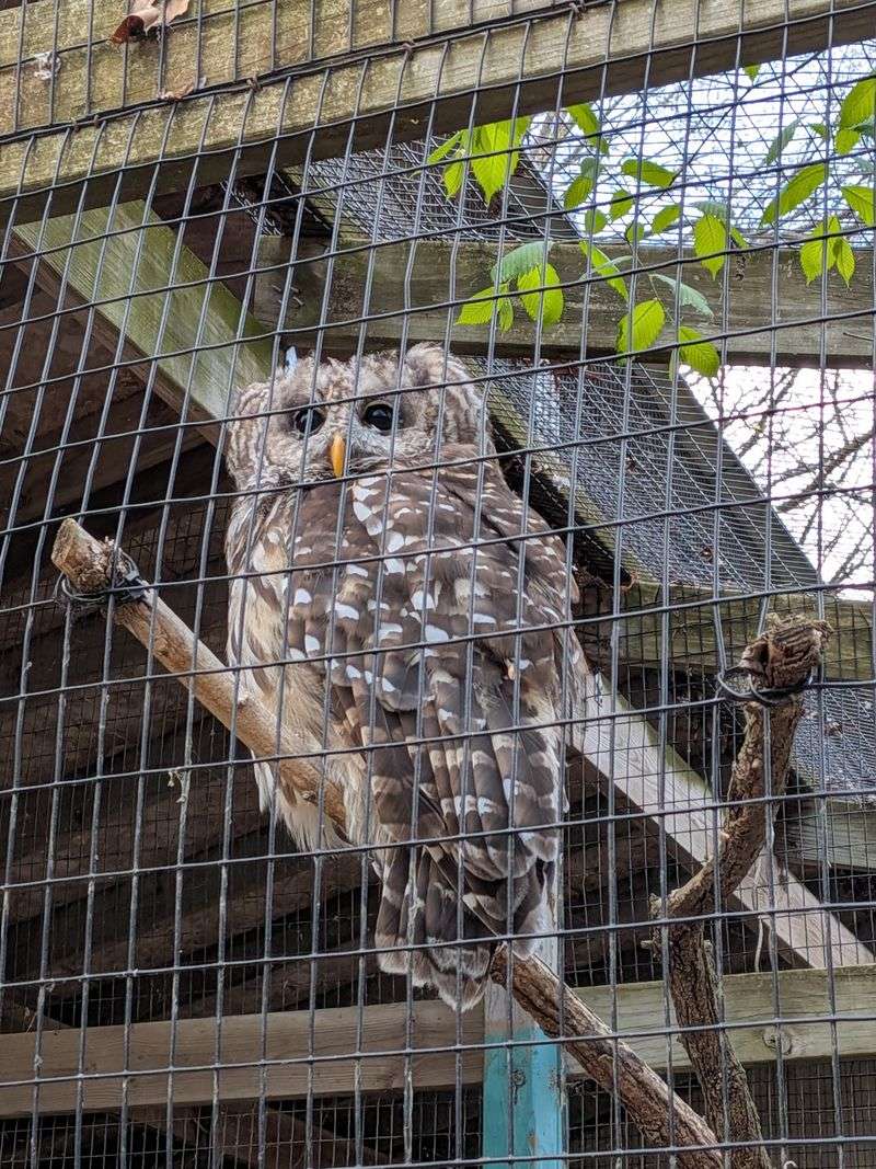Wild Encounters At Howell Nature Center