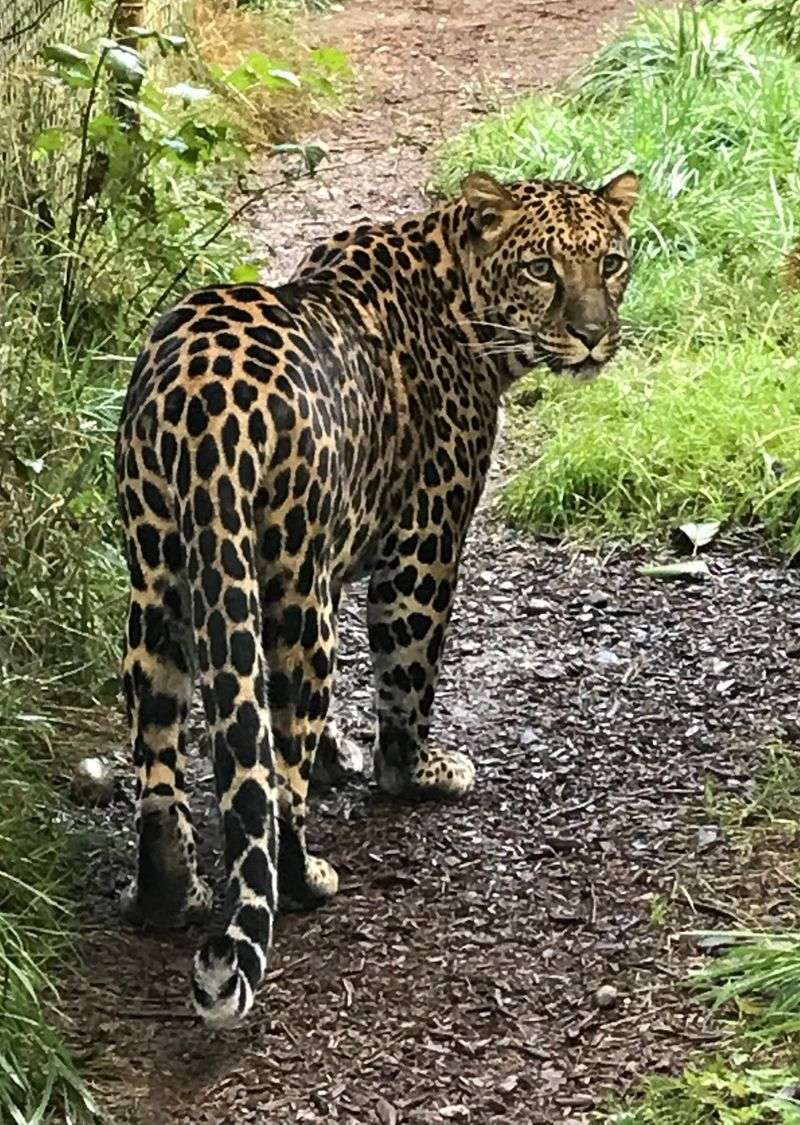Wild Felid Advocacy Center of Washington