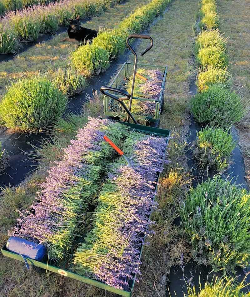 Firesky Farms, Elgin-Sonoita Area