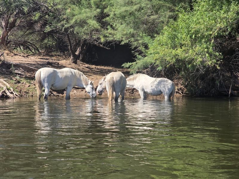 Wild Horses And Desert Wildlife Along The Banks