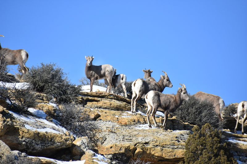 Wild Horses, Bighorn Sheep, And Old Ranch Stories