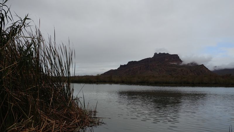 Wild Horses In The River, No Filter Needed Wild Horses In The River, No Filter Needed