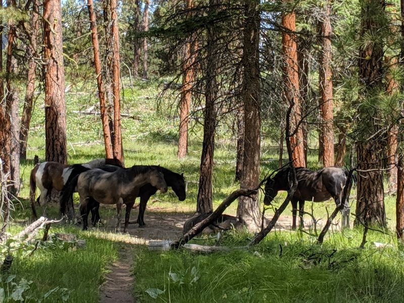Wild Horses Roaming Free