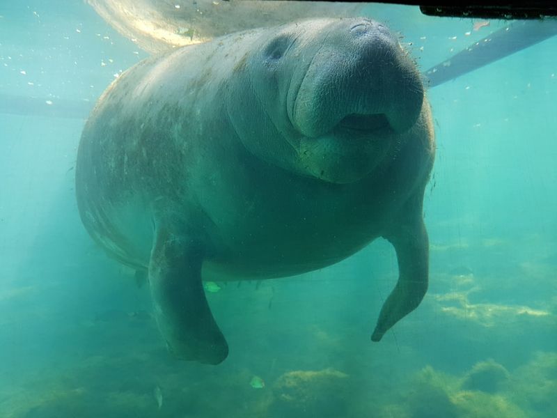 Wild Manatees Up Close