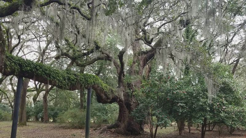 Wild Marsh Trails Wind Through Untamed Lowcountry