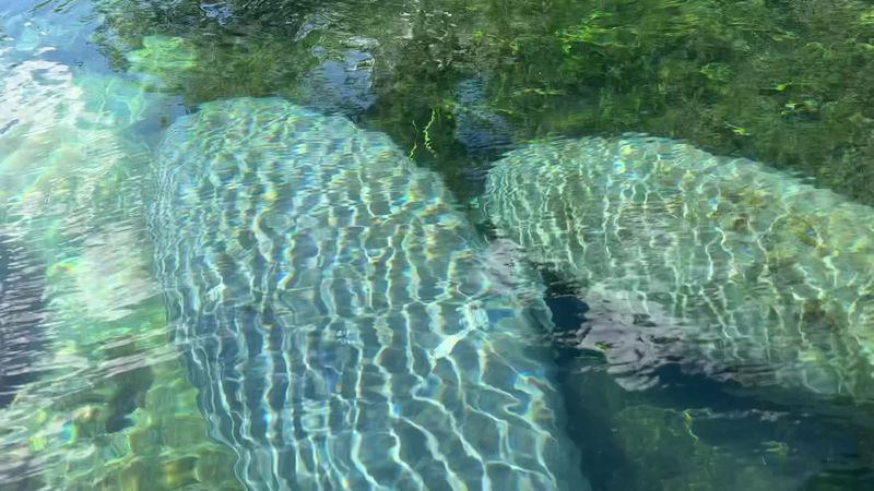 Manatee Watching Up Close And Personal