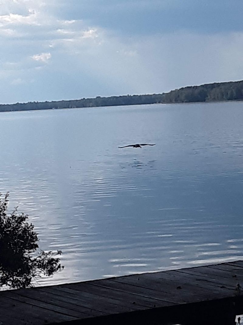 Wild Neighbors: Gators, Eagles, And Golden Spiders