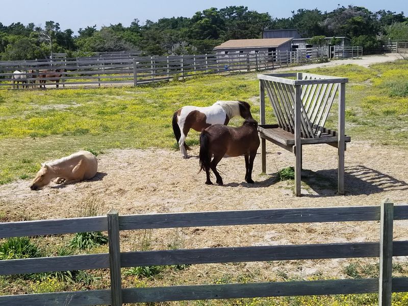 Wild Ponies With A Pedigree Older Than The Town