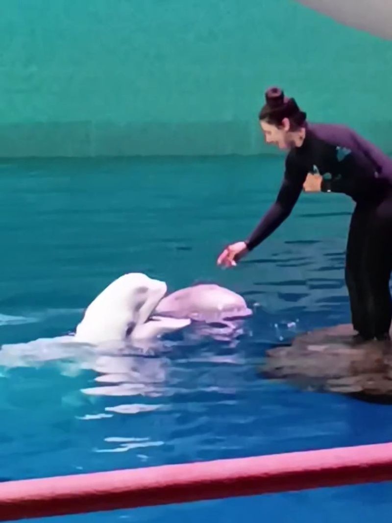 Meeting The Beluga Whales In The Oceanarium