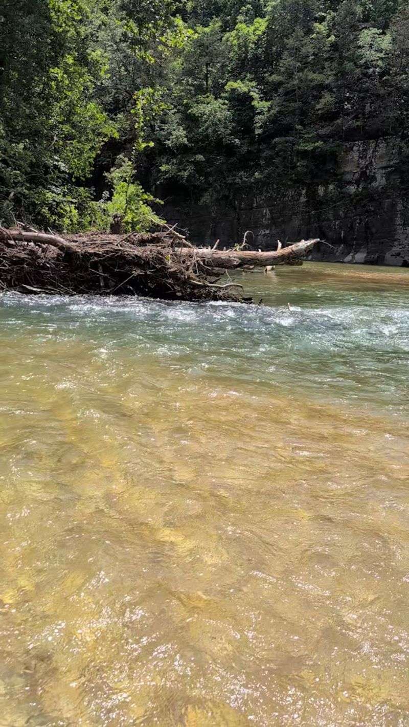 Wild Scenic River Moments In The Ozarks