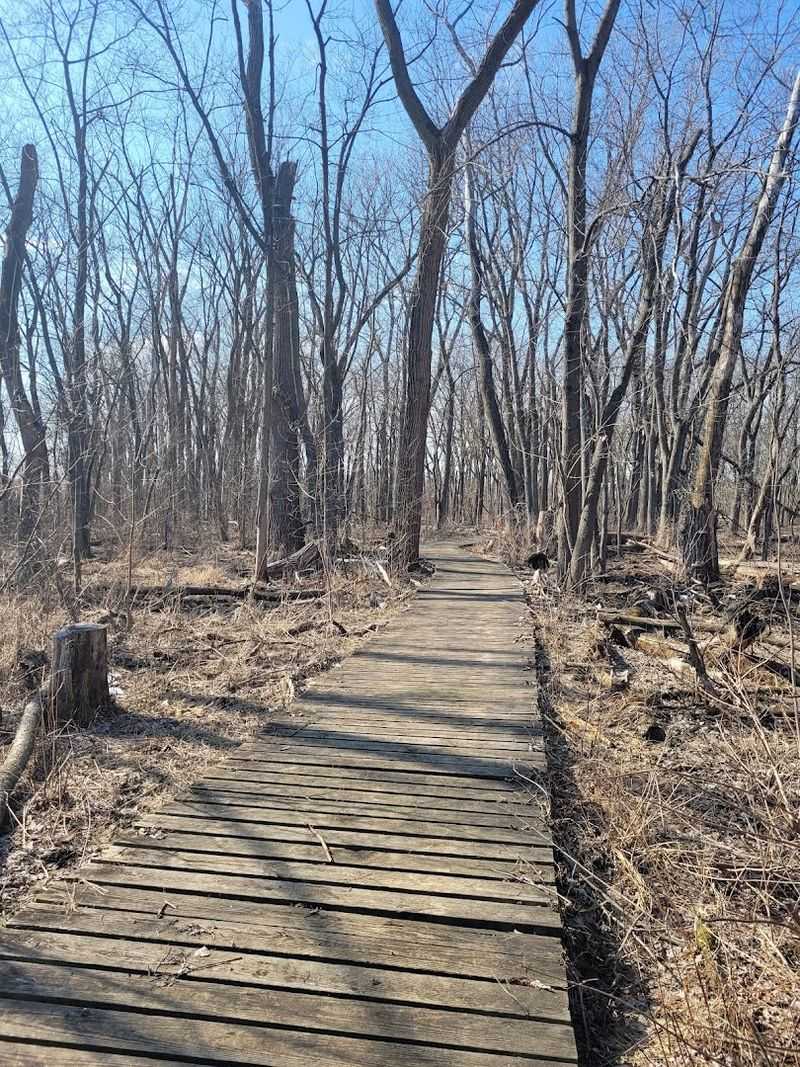 A Front-Row View Of Wetland Wildflowers