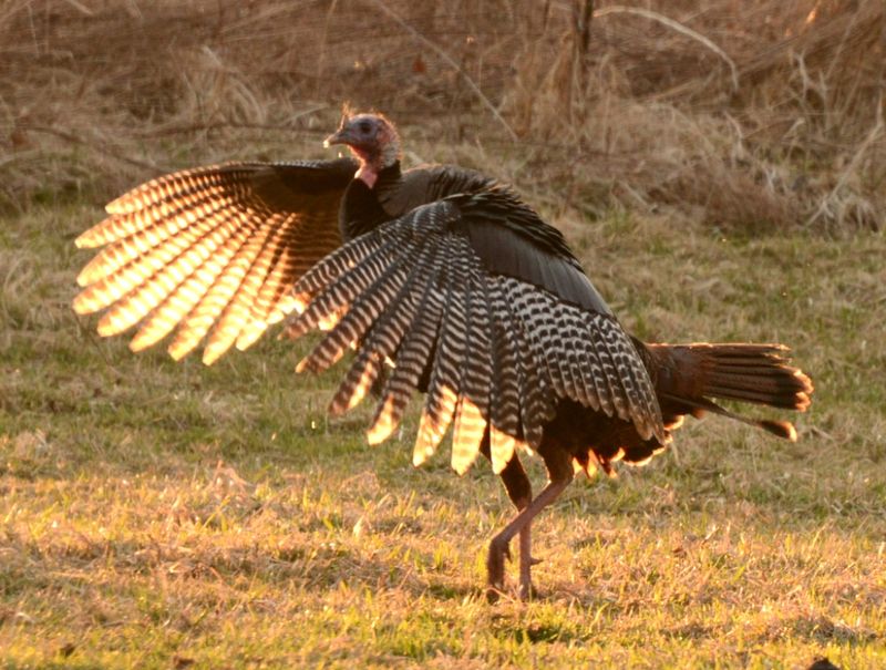 Wild Turkeys, Eagles, And More