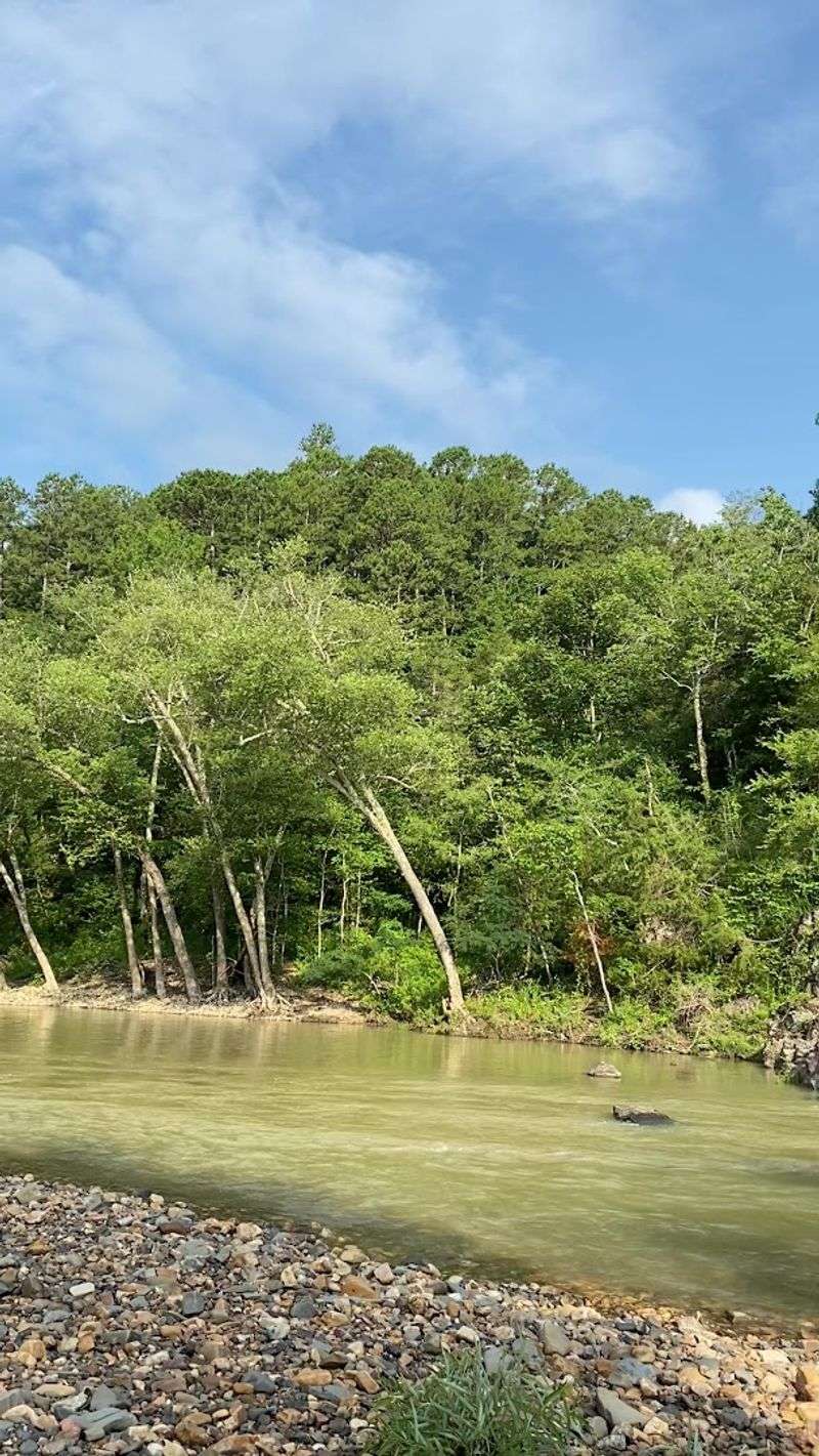 Wild Water Beneath The Trees