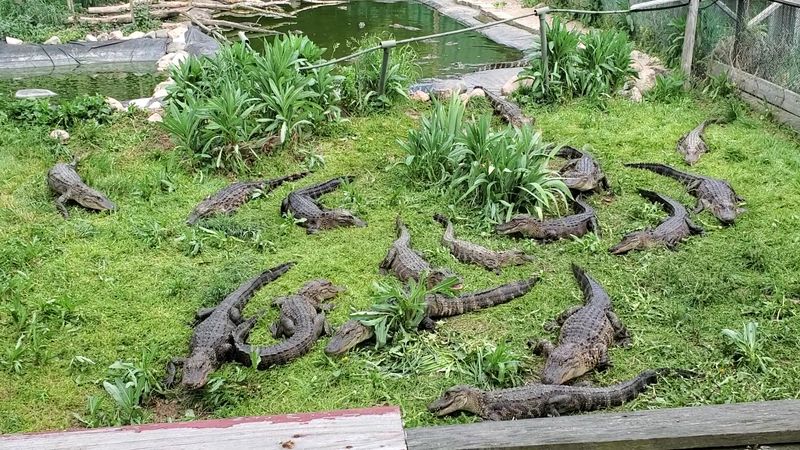 Critchlow Alligator Sanctuary, Athens