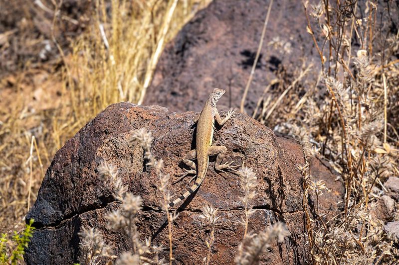 Desert Cottontail Rabbits Along The Lower Trails