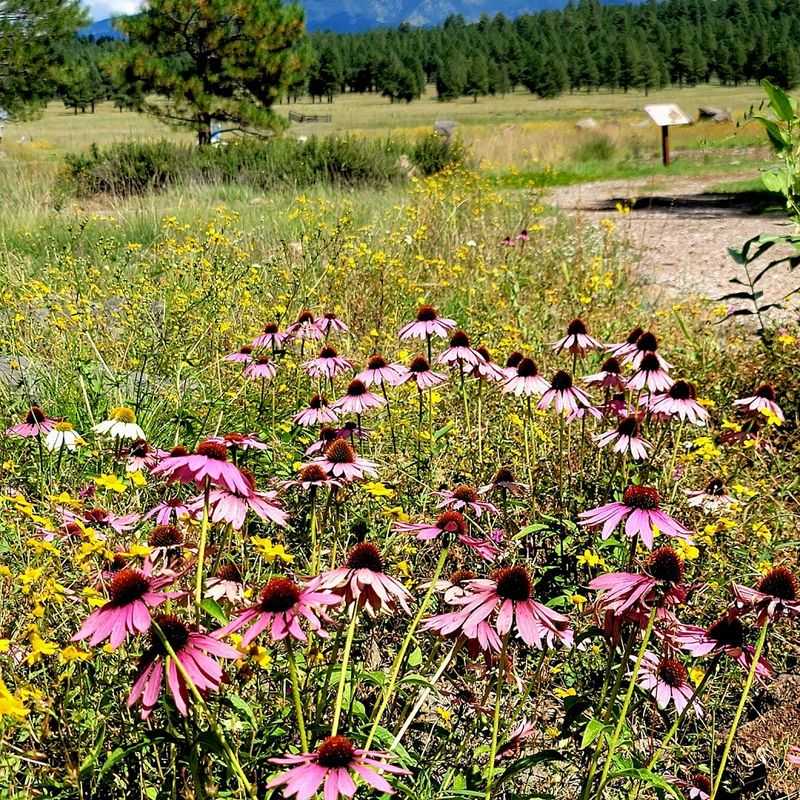 Wildflower Season Is Something Else Entirely