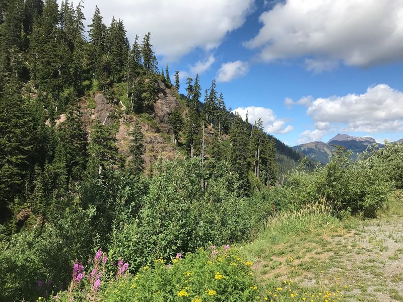 Wildflower Season Turns The Basin Loud