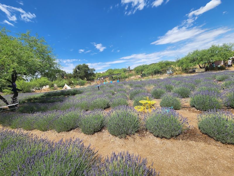 Life Under The Oaks Lavender Farm, Oracle