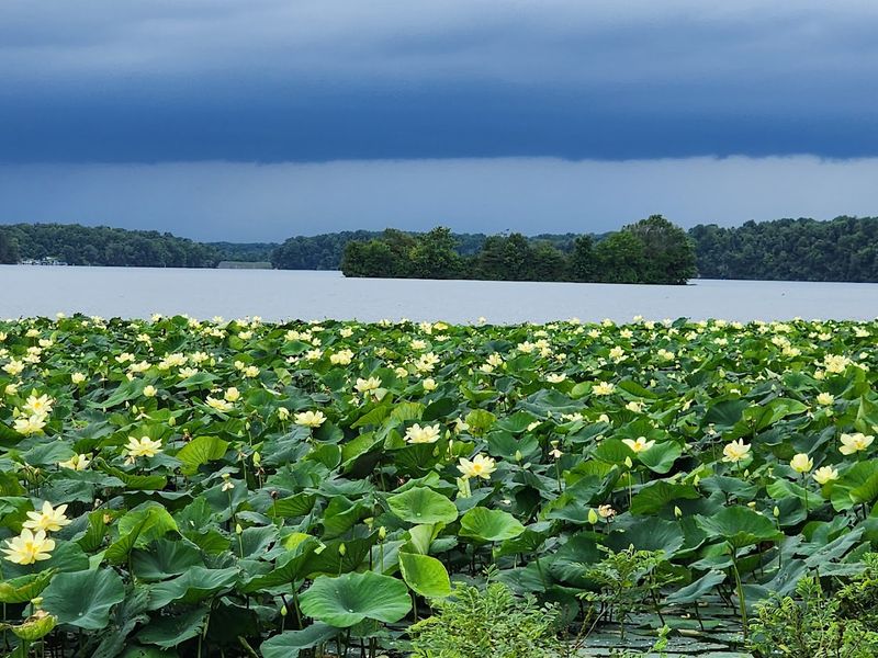 Wildflowers, Herons, And Lotus Blooms Worth Seeing Wildflowers, Herons, And Lotus Blooms Worth Seeing