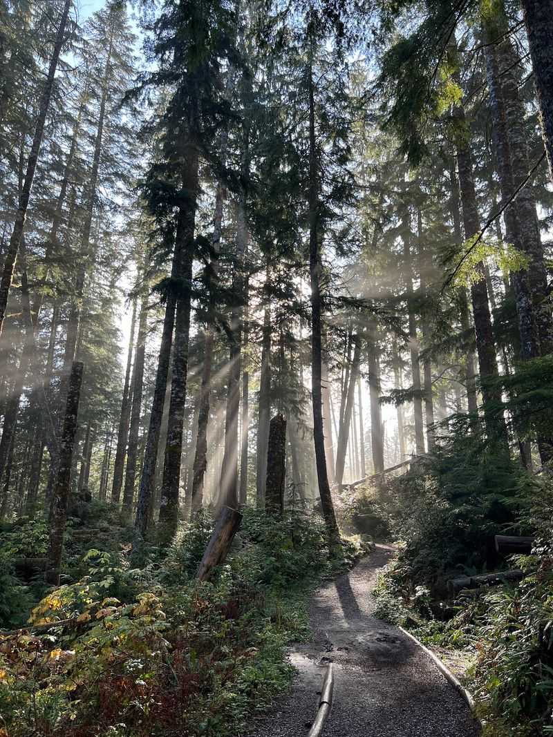 Wildflowers, Mushrooms, And Towering Trees Along The Way