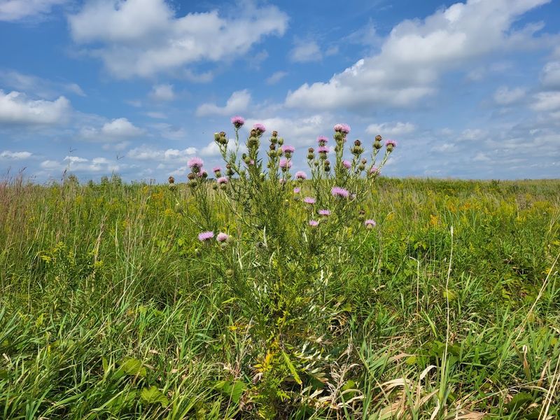 Wildflowers, Prairie Glades, And A Living Canvas That Changes Every Season
