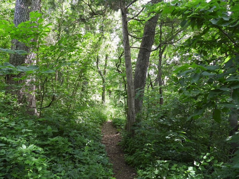 Wildflowers, Salamanders, And Trees From Up North