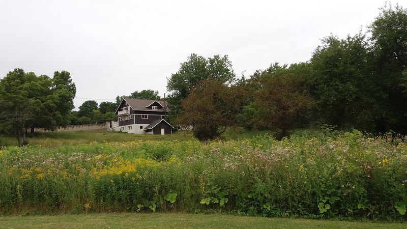 Wildflowers, Shade, and Picnic Spots
