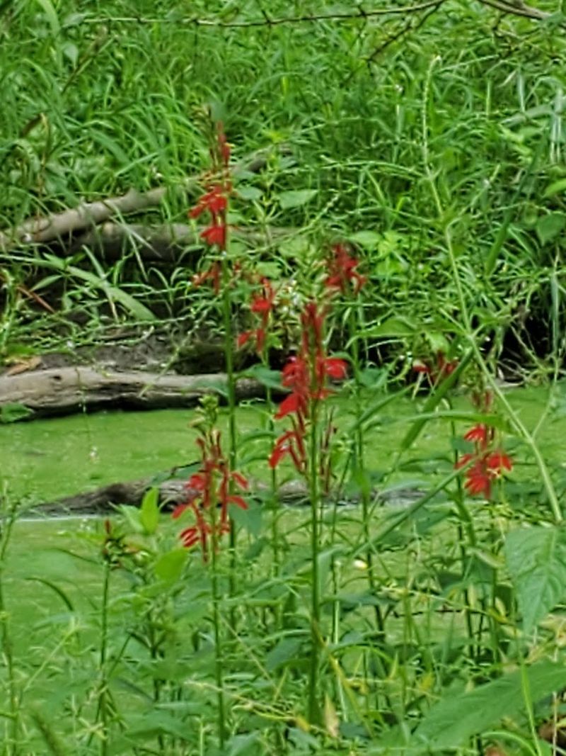 Wildflowers That Keep Them Coming