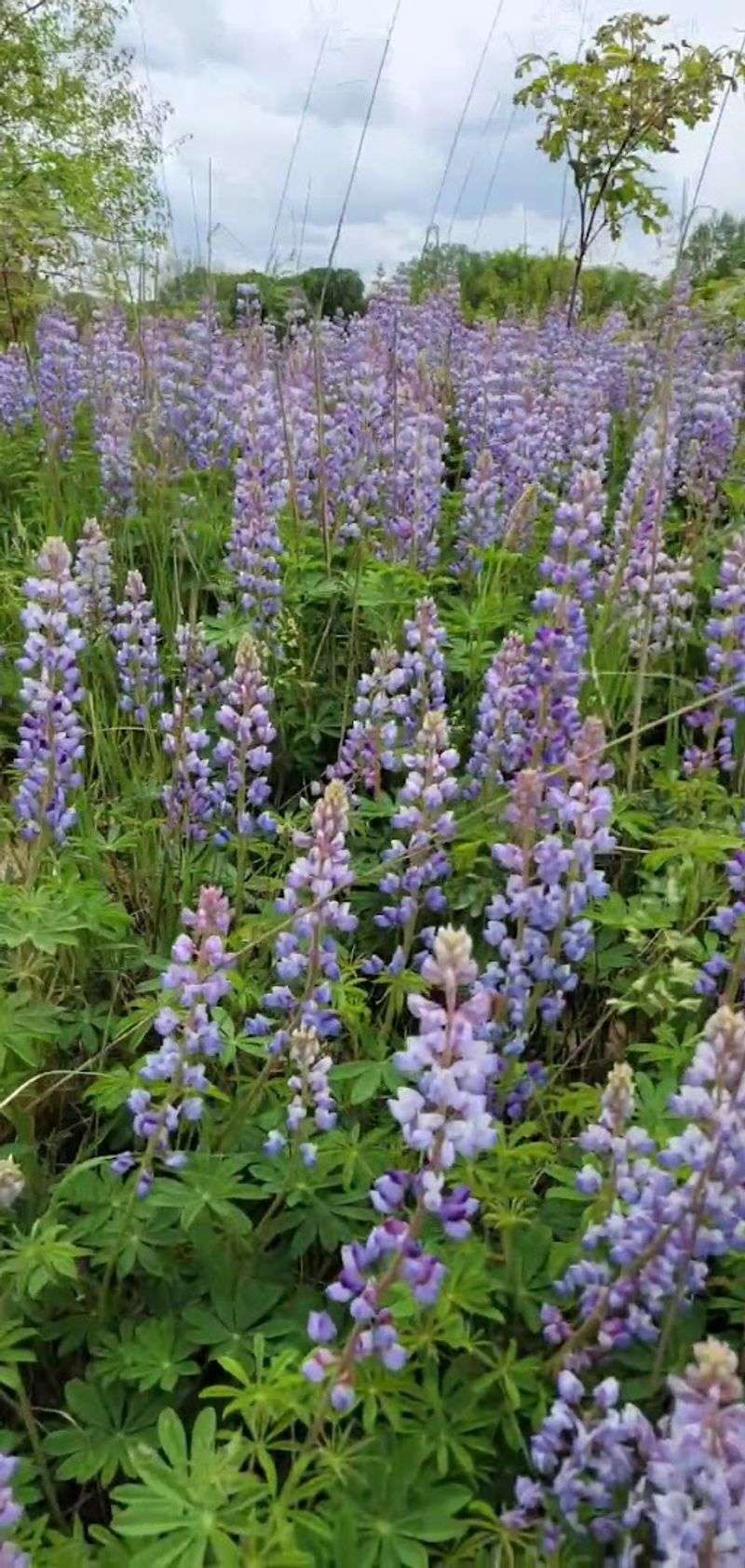 Wildflowers That Redefine a Summer Walk