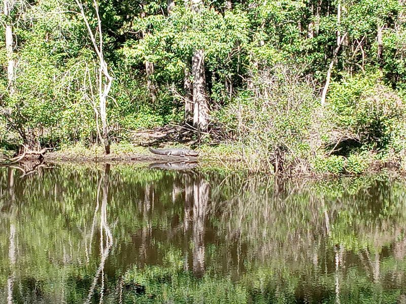 Wildlife And Birdwatching Galore
