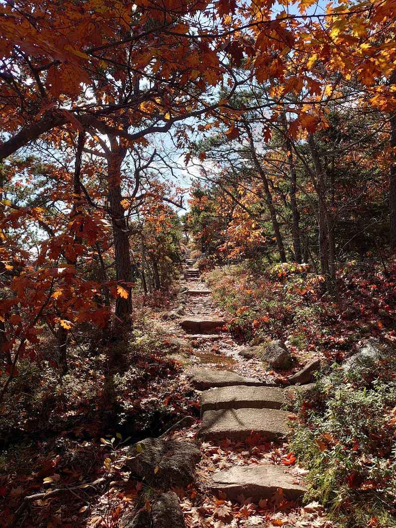 Wildlife And Flora Along The Ridge