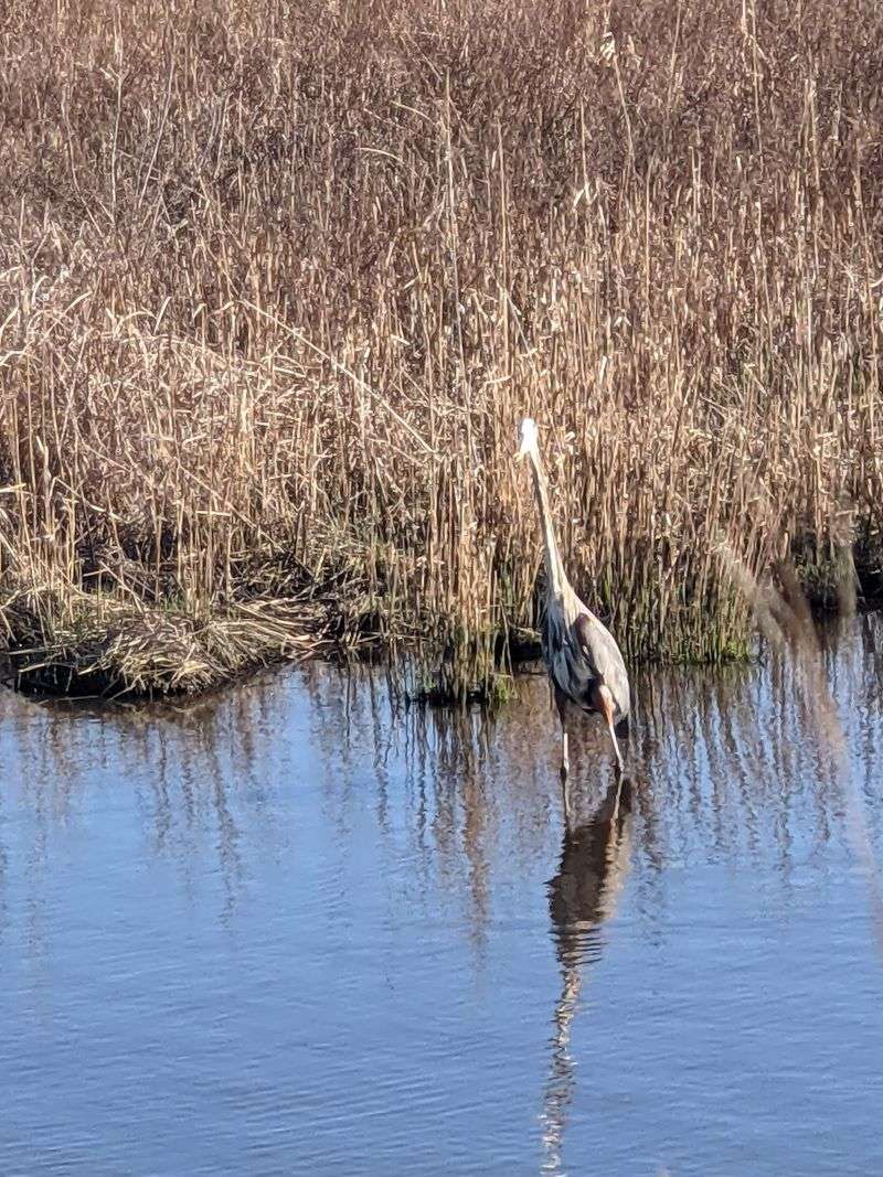 Wildlife And Nature Surrounding The Pond Wildlife And Nature Surrounding The Pond