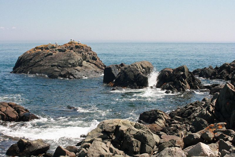 Wildlife And Whale Sightings Around The Water