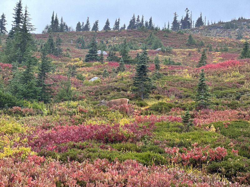 Wildlife And Wildflowers Along The Way