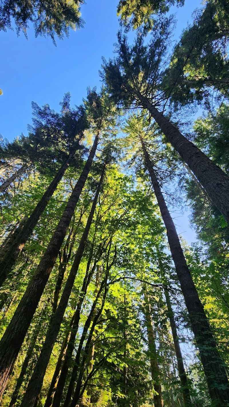 Wildlife And Wildflowers: Nature Beyond The Trees