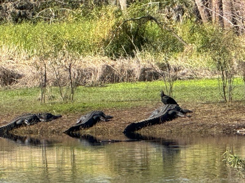 Wildlife Around Every Corner