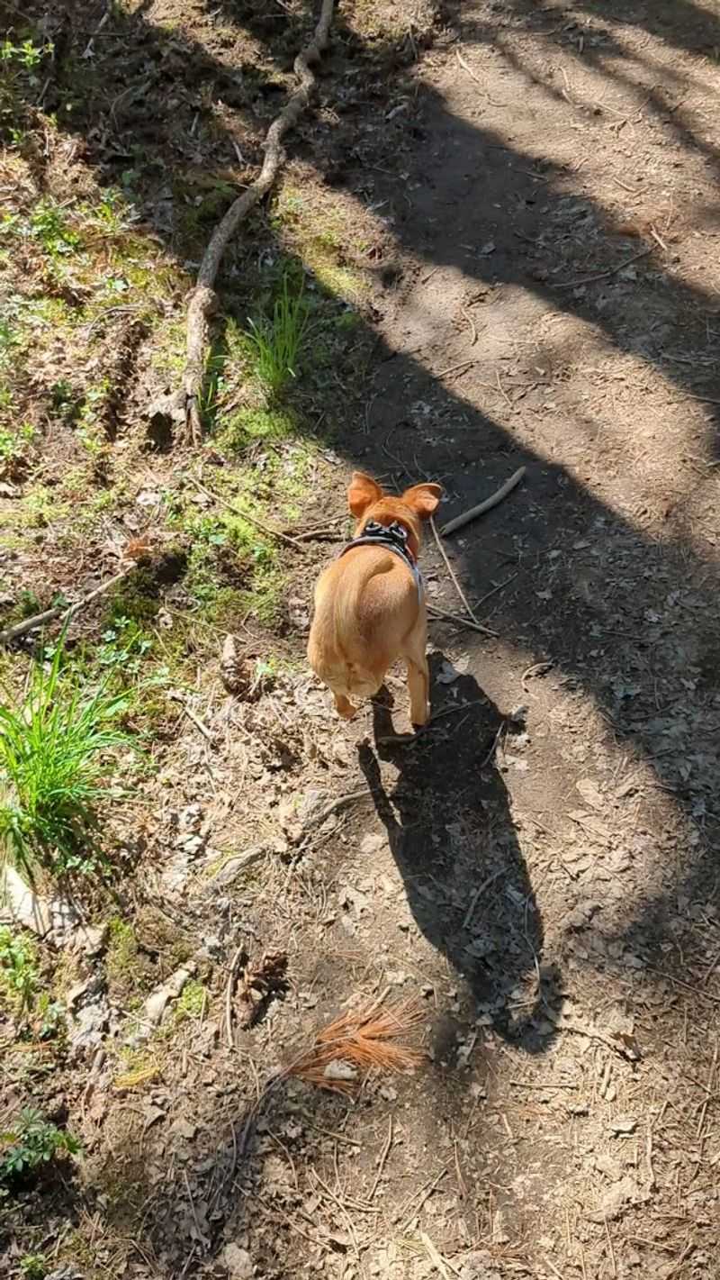 What Dog Owners Need To Know