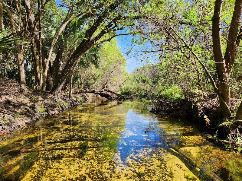 Wildlife Beyond Alligators And Birds