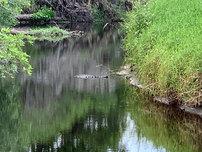 Wildlife Beyond The Bears