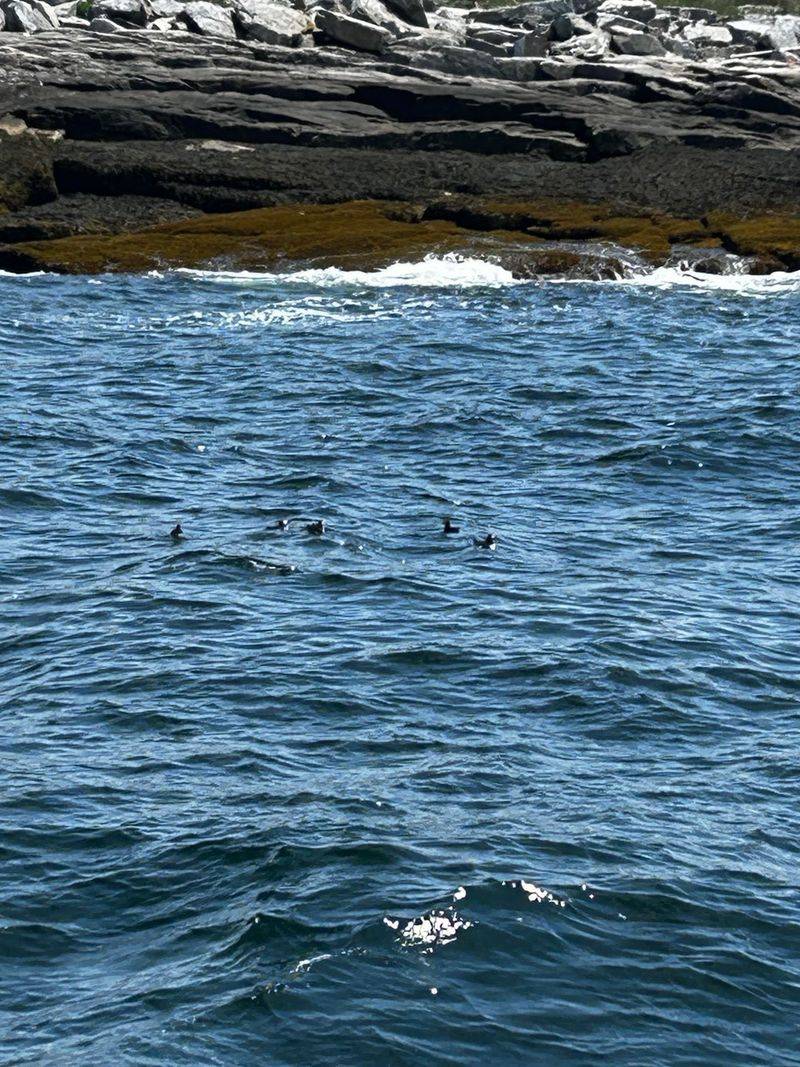 Wildlife Beyond The Puffins Wildlife Beyond The Puffins
