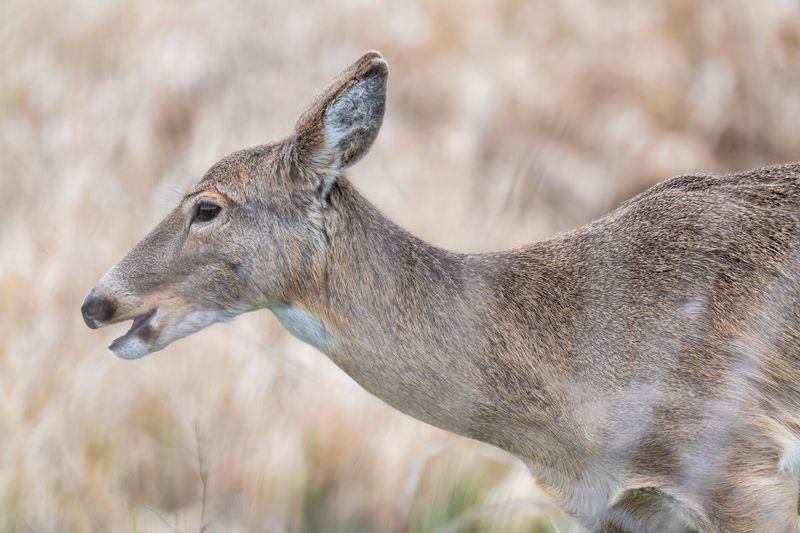 Wildlife Beyond the Birds