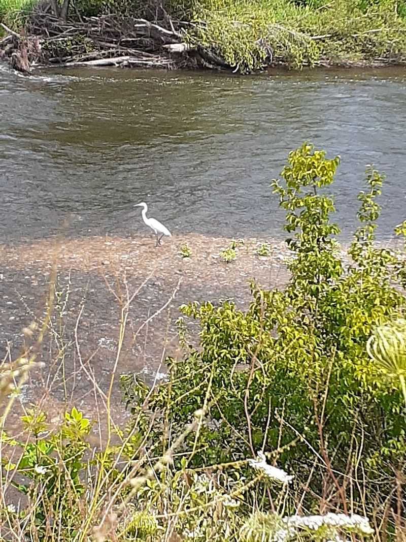 Wildlife, Birding, and the Quiet Pace Wildlife, Birding, and the Quiet Pace