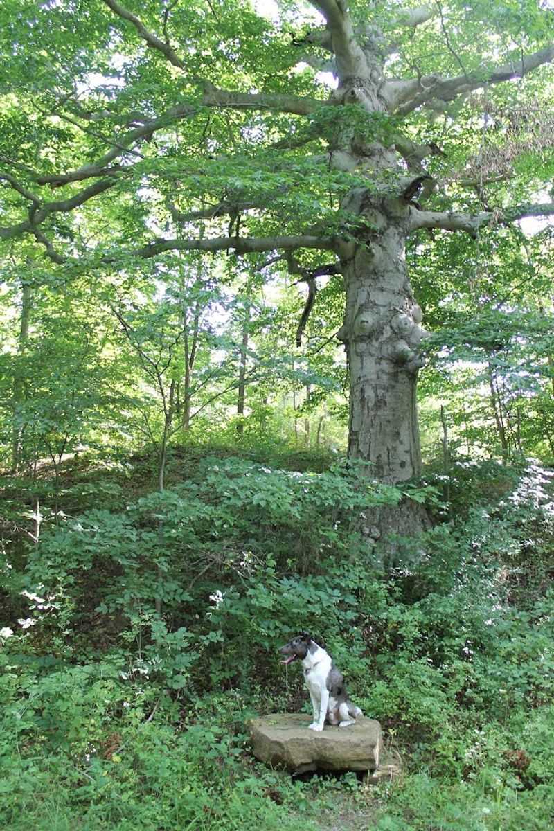 Wildlife, Birds, and Unexpected Companions