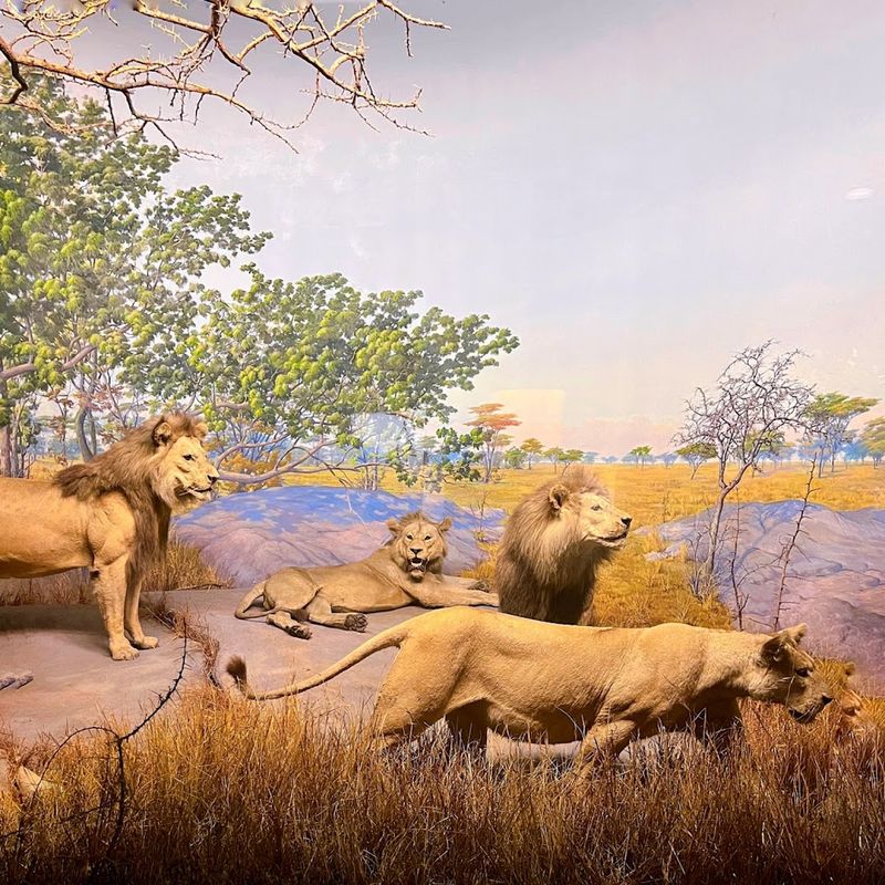 Wildlife Dioramas: Ecosystems Frozen In Time Wildlife Dioramas: Ecosystems Frozen In Time