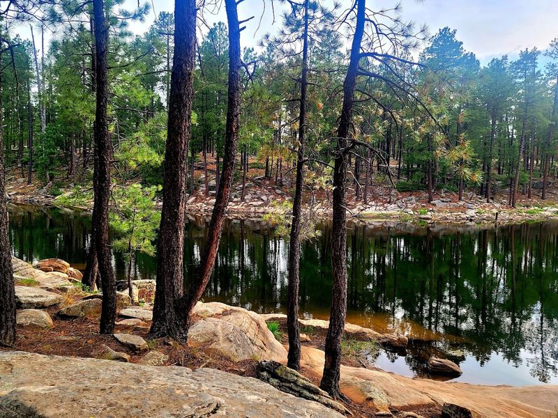 Wildlife Encounters Along The Mogollon Rim